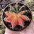 GYMNOCALYCIUM MIHANOVICHII (8) POTE 6 - Imagem 1