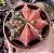 GYMNOCALYCIUM MIHANOVICHII (9) POTE 6 - Imagem 1