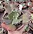 E. GIBB. SICHADE TEMPLE POTE 13 - Imagem 1