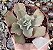 E. GIBB. RENDA ROSE POTE 9 - Imagem 1