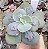 E. GIBB. CAMEO POTE 9 pouca raiz - Imagem 1