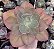 E. GIBB. MANDALA X MAUNA POTE 11 - Imagem 1