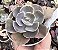 E. GIBB. NÉBULA POTE 11 POUCA RAIZ - Imagem 1