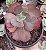 E. GIBB. RED REGIS POTE 9 - Imagem 1