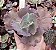 E. GIBB. WEEDING DRESS POTE 9 - Imagem 1