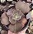 E. GIBB. NIKITA (CARÚNCULAS) POTE 11 - Imagem 1