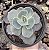 E. GIBB. SAHARA POTE 9 - Imagem 1