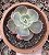 E. GIBB. SAHARA POTE 9 - Imagem 1