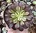 A. MARDI GRASS POTE 9 (SEM RAIZ) - Imagem 1