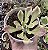 MONADENIUM RITCHIEI VAR. POTE 9 - Imagem 1