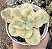 E. SUYON VAR. POTE 9 - Imagem 1