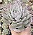 E. BOEIL ROSE POTE 9 - Imagem 1