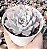 E. CHIHUAHUENSIS Y ECORA POTE 9 - Imagem 1