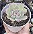 E. CHIHUAHUENSIS Y ECORA POTE 9 - Imagem 1
