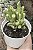 C. OVATA GOLLUM WHITE VAR. POTE 9 - Imagem 1
