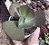 E. GIBB. GLADIS VERRUGAS POTE 9 - Imagem 1