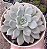 E. VIOLET MAGIC POTE 9 - Imagem 1