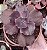 E. GIBB. TIBOUCHINA POTE 9 - Imagem 1