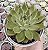 E. EBONY X CUSPIDATA POTE 9 - Imagem 1