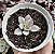 E. MOON GOODNESS VAR. POTE 9(pequena/sem raiz) - Imagem 1