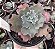 E. GIBB. VERRUGAS POTE 9 SEM RAIZ - Imagem 1