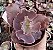 E. GIBB. MOJAVE POTE 9 - Imagem 1