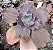 E. GIBB. TEMÉCULA (IMPORTADA) POTE 13 - Imagem 1