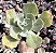 E. GIBB. QUEEN DINNY (ENORME) POTE 11 - Imagem 1