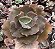 E. GIBB. RAINBOW (IMPORTADA) POTE 9 - Imagem 1