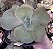 E. GIBB. BLUSH POTE 15 - Imagem 1