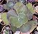 E. GIBB. BLUSH POTE 13 pouca raiz - Imagem 1