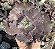 E. GIBB. MISS POTE 11 POUCA RAIZ - Imagem 1
