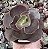 E. GIBB. RAINBOW POTE 9 - Imagem 1