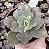 E. GIBB. RENDA ROSE POTE 9 - Imagem 1
