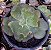 E. GIBB. PHOENIX (CARÚNCULAS) POTE 15 POUCA RAIZ - Imagem 1