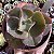 E. GIBB. GREEN HEARTS CUIA 13 - Imagem 1