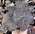 E. GIBB. BARBIE DOLL IMPORTADA POTE 11 POUCA RAIZ - Imagem 1