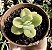 C. ARGYROPHYLLA VAR. SWAZIENSIS POTE 9 - Imagem 1