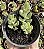 ADRO. CARYOPHYLLACEUS POTE 9 - Imagem 1