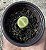LITHOPS 8 POTE 6 - Imagem 1