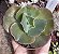 E. GIBB. CORRALLIUM POTE 9 - Imagem 1