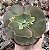 E. GIBB. CORRALLIUM POTE 9 - Imagem 1