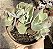 E. GIBB. CURLS CRISTATA POTE 9 - Imagem 1