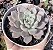 E. PRISCILA POTE 9 - Imagem 1