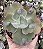 E. GIBB. RAIN BUMPS (CARÚNCULAS) POTE 9 - Imagem 1