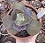E. GIBB. AVOCADO POTE 13 - Imagem 1