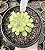 A. MUNG BEAN PASTE POTE 11 - Imagem 1