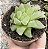 HAWORTHIA COOPERI VAR. PILIFERA POTE 9 - Imagem 1