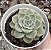 E. WHITE LILY POTE 9 - Imagem 1