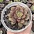 E. MORANI X SUBCORYMBOSA POTE 9 - Imagem 1
